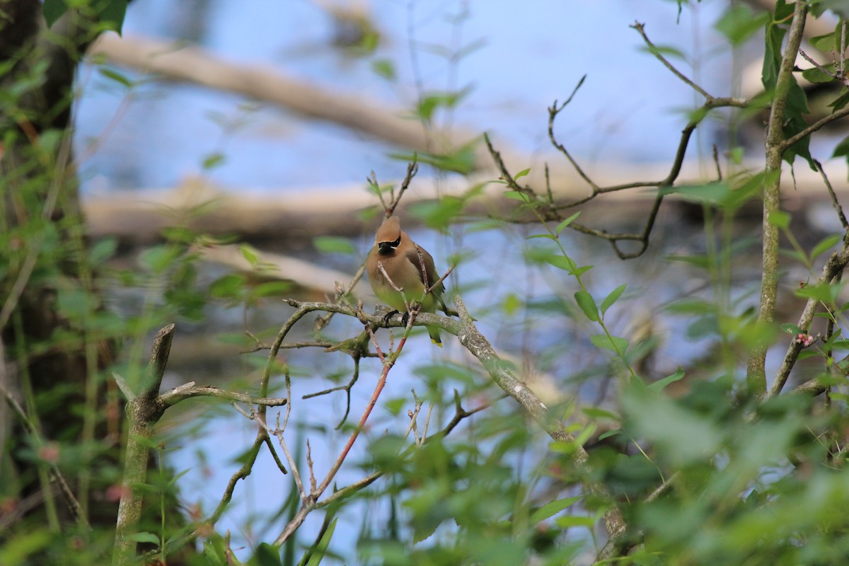 Cedar Waxwing - Quetzal Pineda