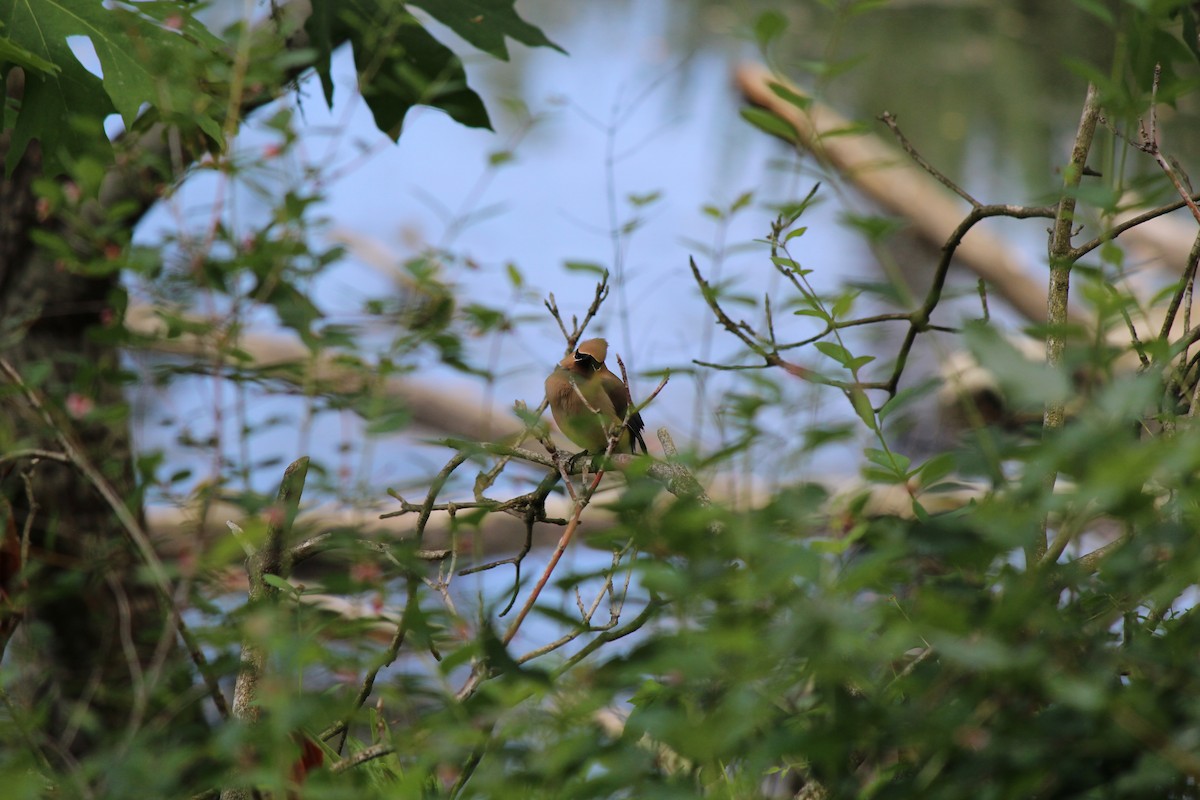 Cedar Waxwing - Quetzal Pineda