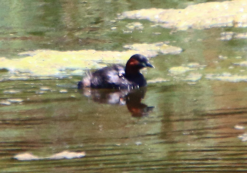 Little Grebe - bousquet francois