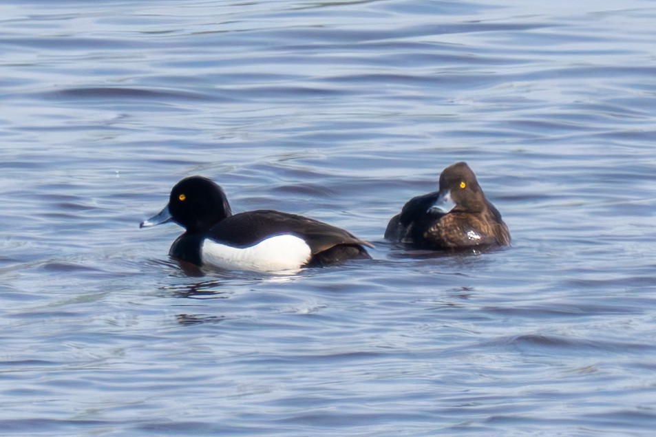 Tufted Duck - MASATO TAKAHASHI