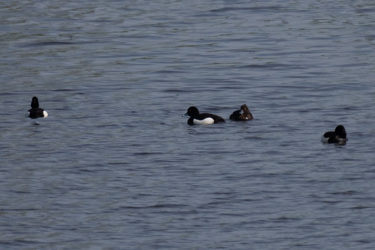 Tufted Duck - MASATO TAKAHASHI