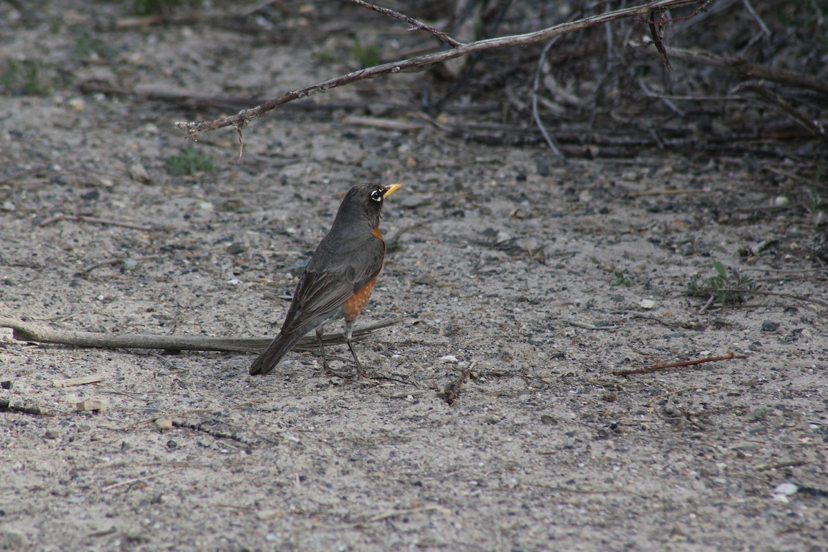 American Robin - ML619608110