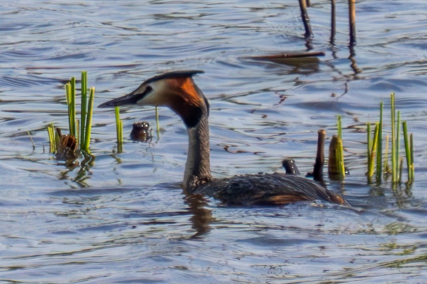 Great Crested Grebe - MASATO TAKAHASHI