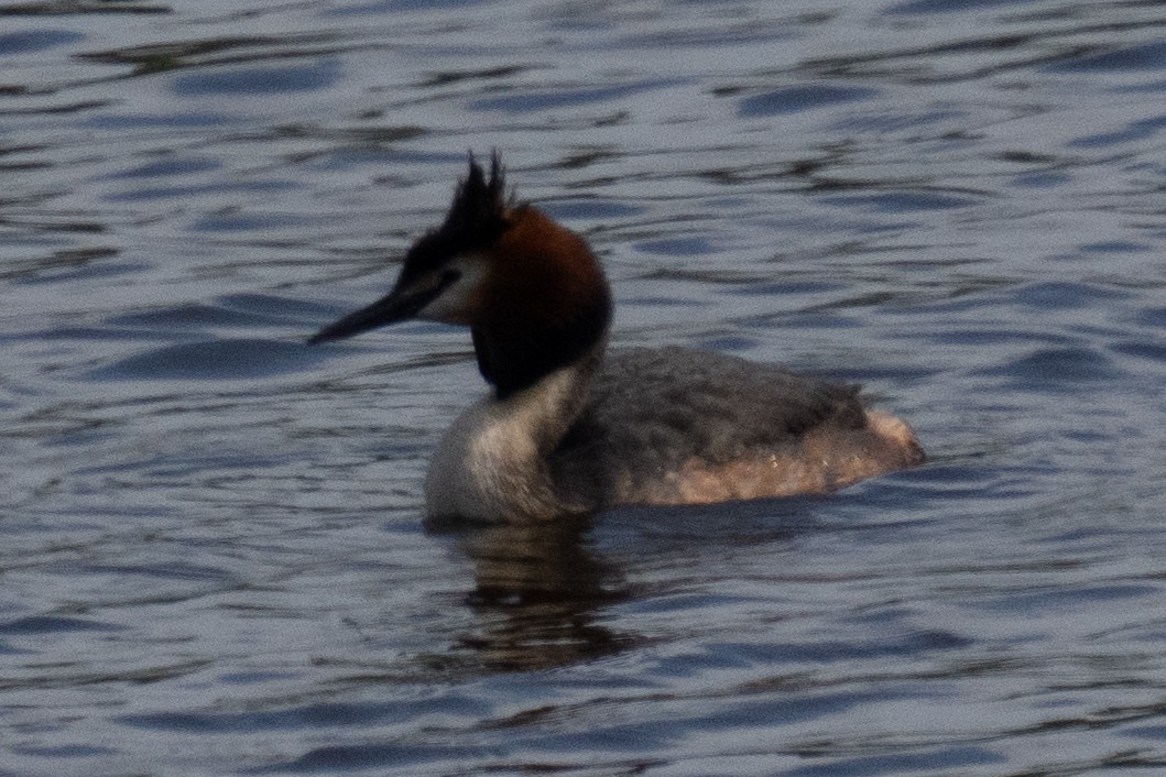 Great Crested Grebe - MASATO TAKAHASHI