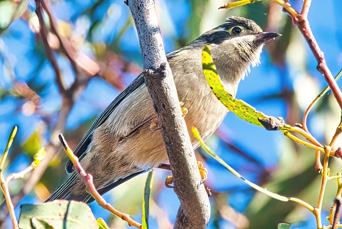 Brown-headed Honeyeater - Alfons  Lawen