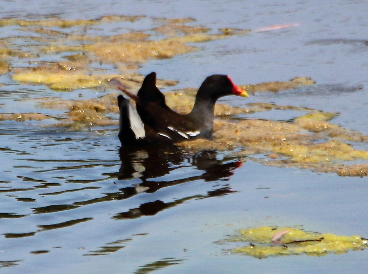 Eurasian Moorhen - bousquet francois