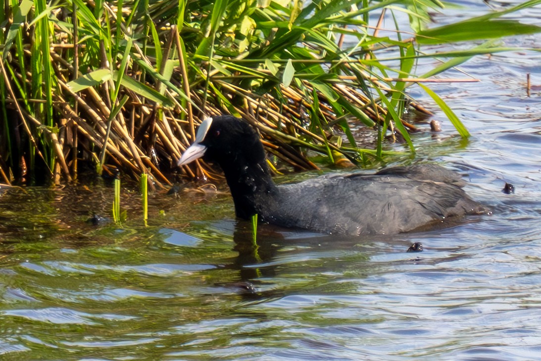 Eurasian Coot - MASATO TAKAHASHI