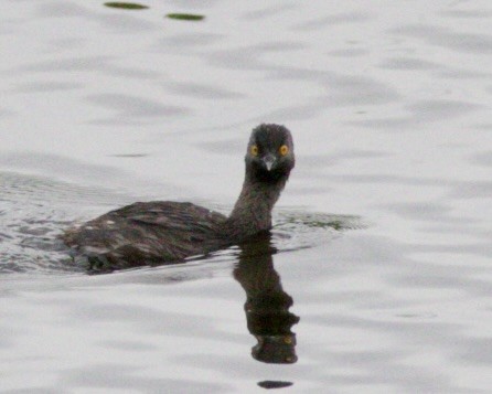 Least Grebe - Dave Bengston