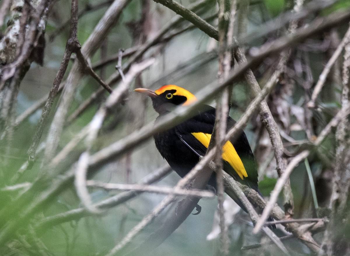 Regent Bowerbird - Jamie Smith-Morvell