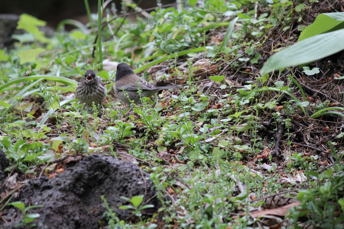 Dark-eyed Junco - Quetzal Pineda