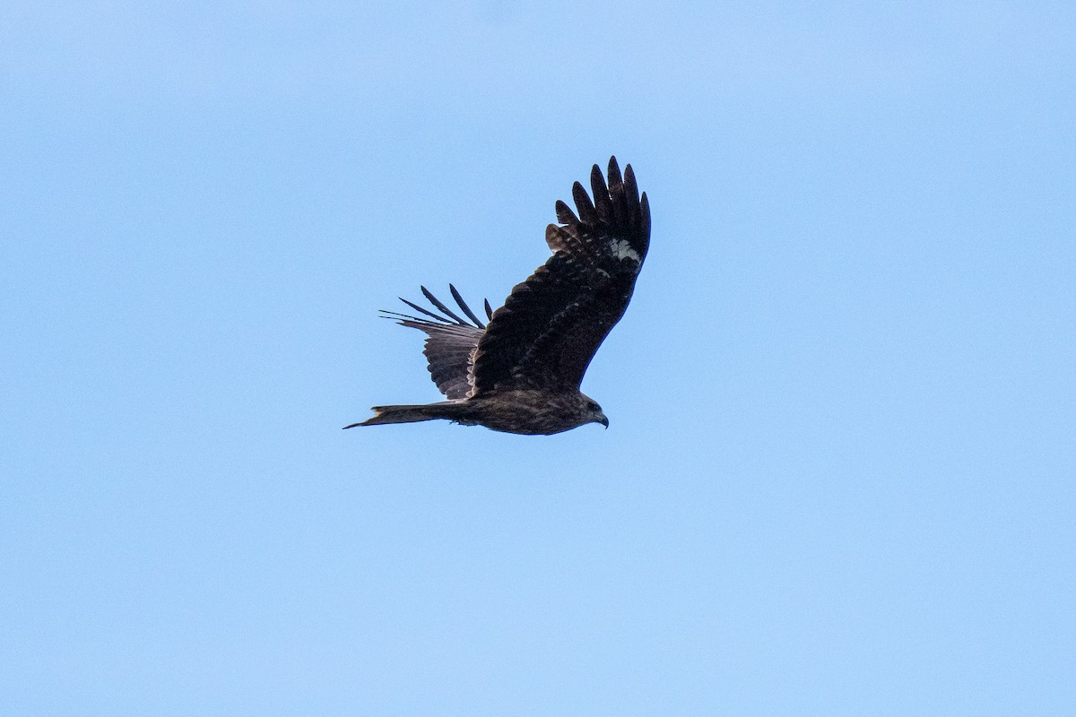 Black Kite - MASATO TAKAHASHI