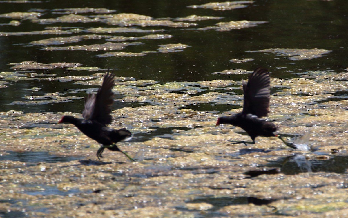 Eurasian Moorhen - bousquet francois