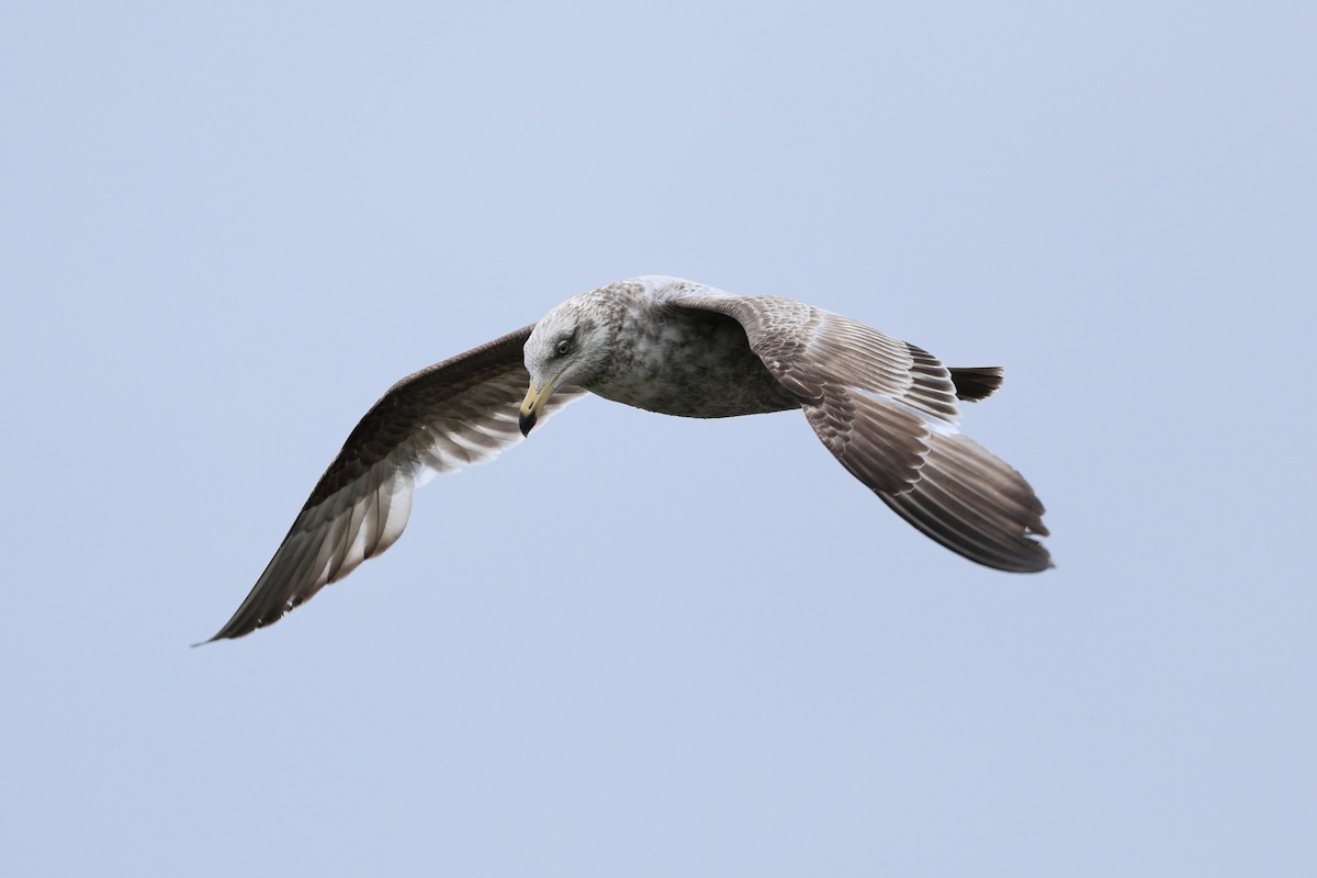 Herring Gull - Darcy Pinotti