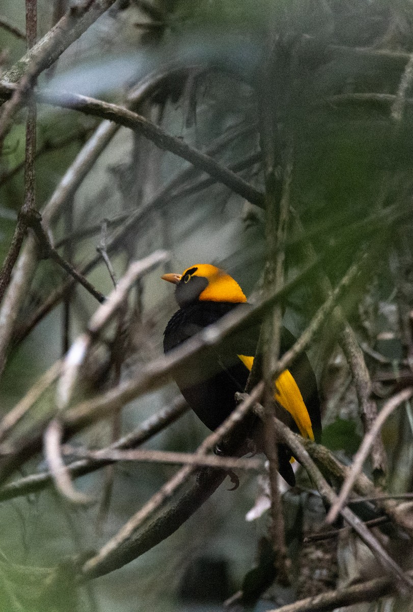 Regent Bowerbird - ML619608143