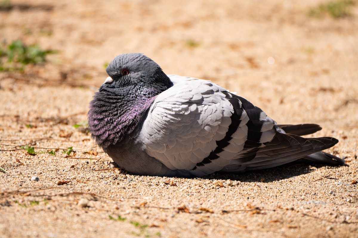 Rock Pigeon (Feral Pigeon) - Andrew Skotnicki