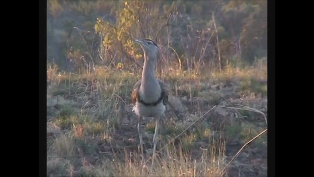 Australian Bustard - ML619608146