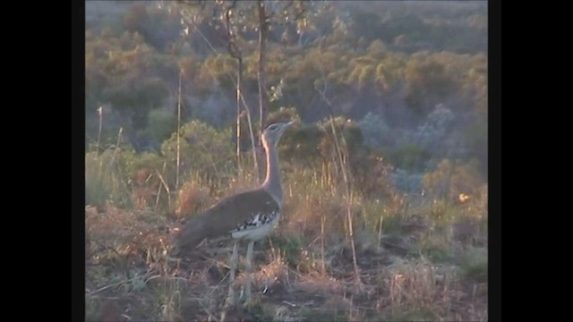 Australian Bustard - ML619608148