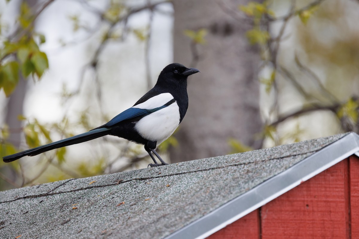 Black-billed Magpie - ML619608151