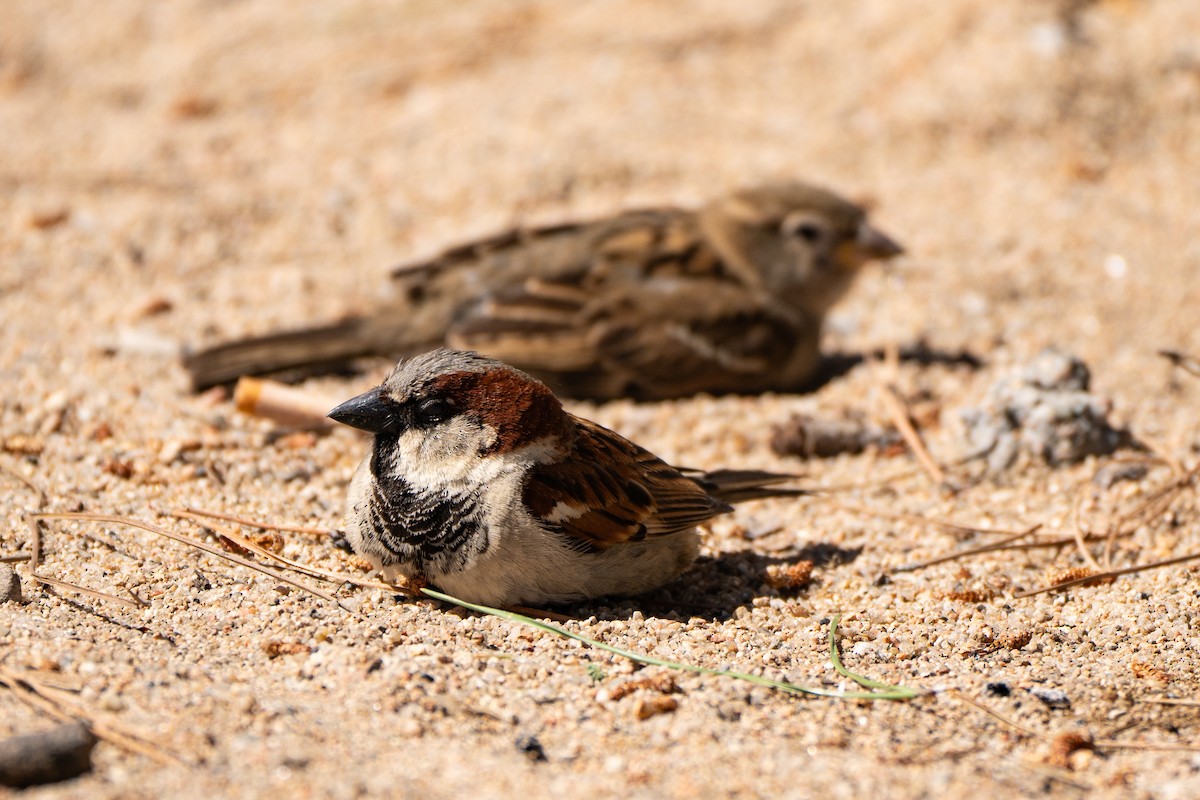 House Sparrow - Andrew Skotnicki