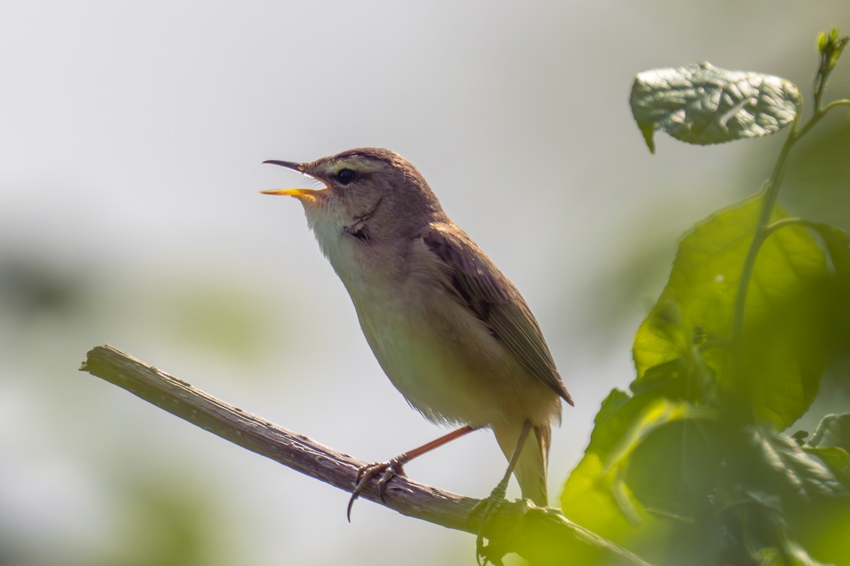 Black-browed Reed Warbler - MASATO TAKAHASHI