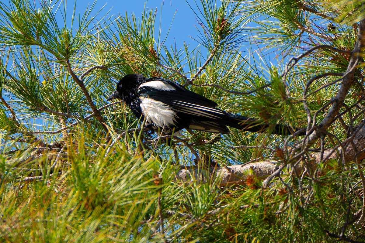 Eurasian Magpie - Andrew Skotnicki