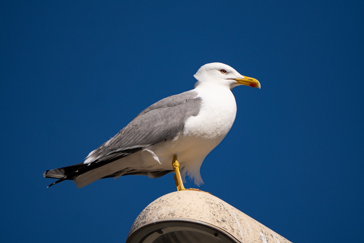 Yellow-legged Gull - Andrew Skotnicki