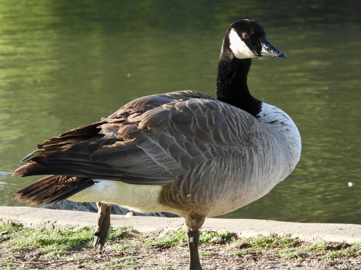 Canada Goose - Dana Cox