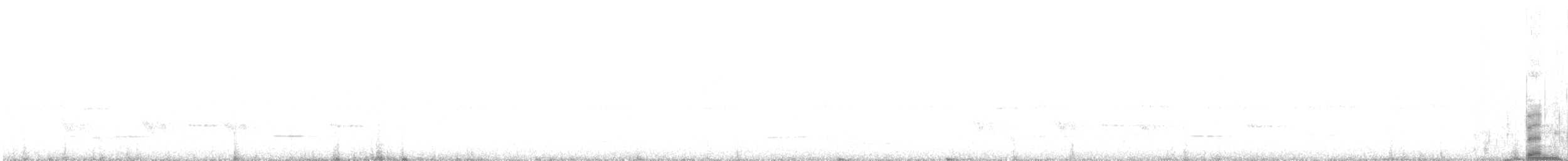 Méliphage carillonneur - ML619608167