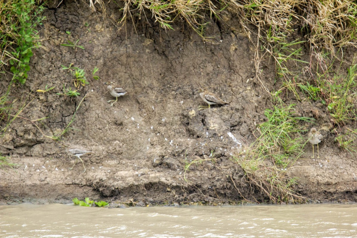 Water Thick-knee - ML619608176