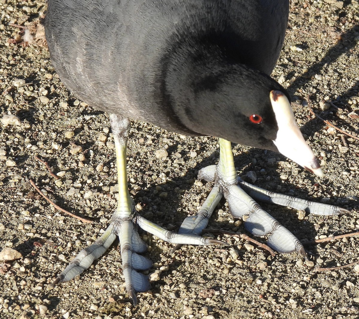 American Coot - Dana Cox