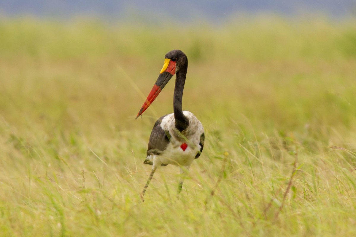 Saddle-billed Stork - ML619608184