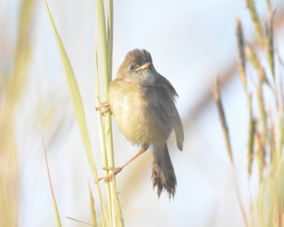 Golden-headed Cisticola - ML619608190