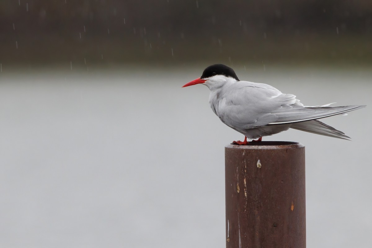 Arctic Tern - Nathan Goldberg