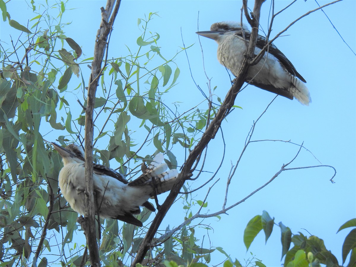 Laughing Kookaburra - Monica Mesch