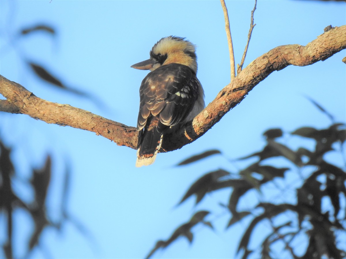 Laughing Kookaburra - Monica Mesch