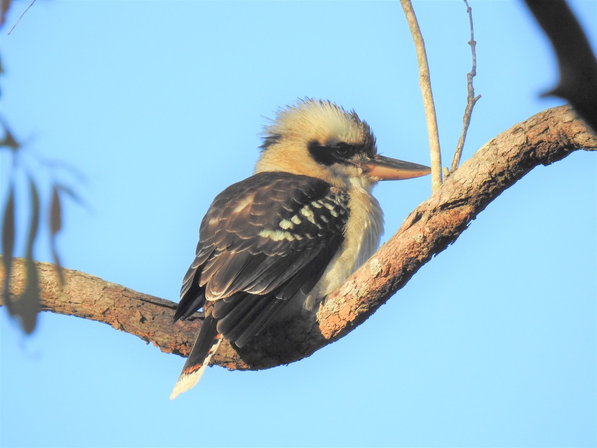 Laughing Kookaburra - Monica Mesch