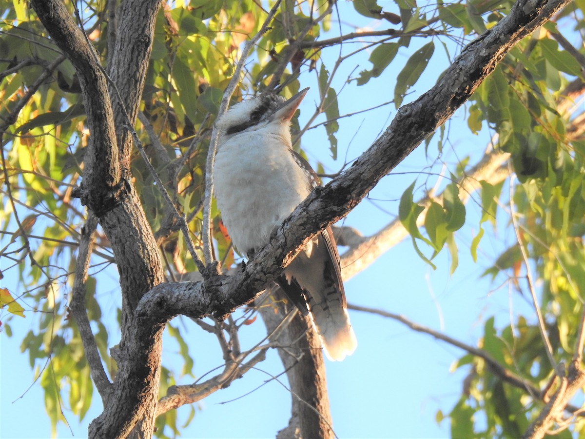 Laughing Kookaburra - Monica Mesch