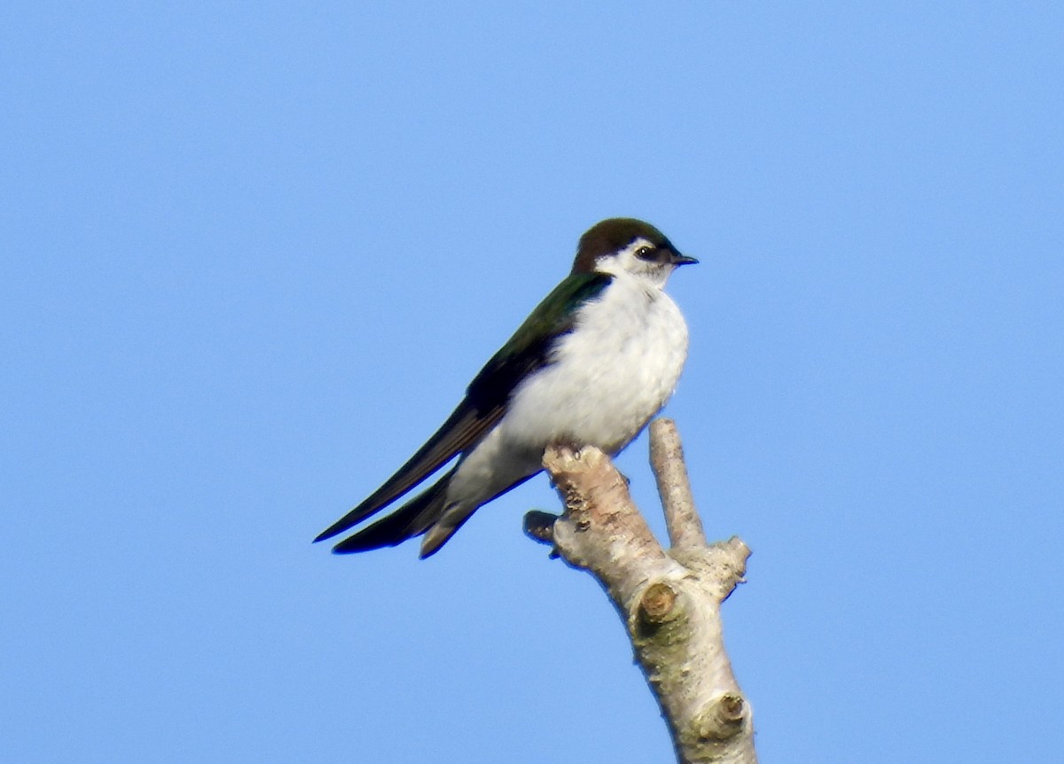 Violet-green Swallow - Dana Cox