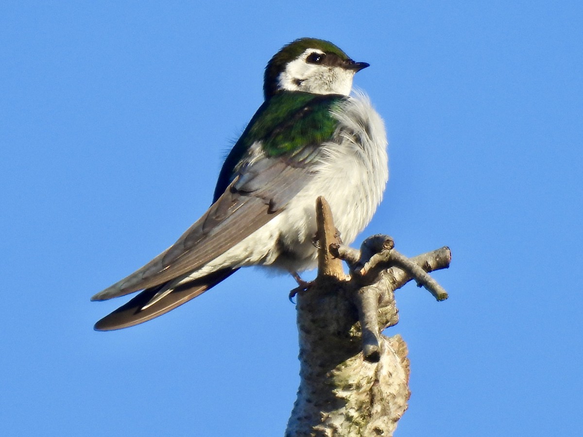 Violet-green Swallow - Dana Cox