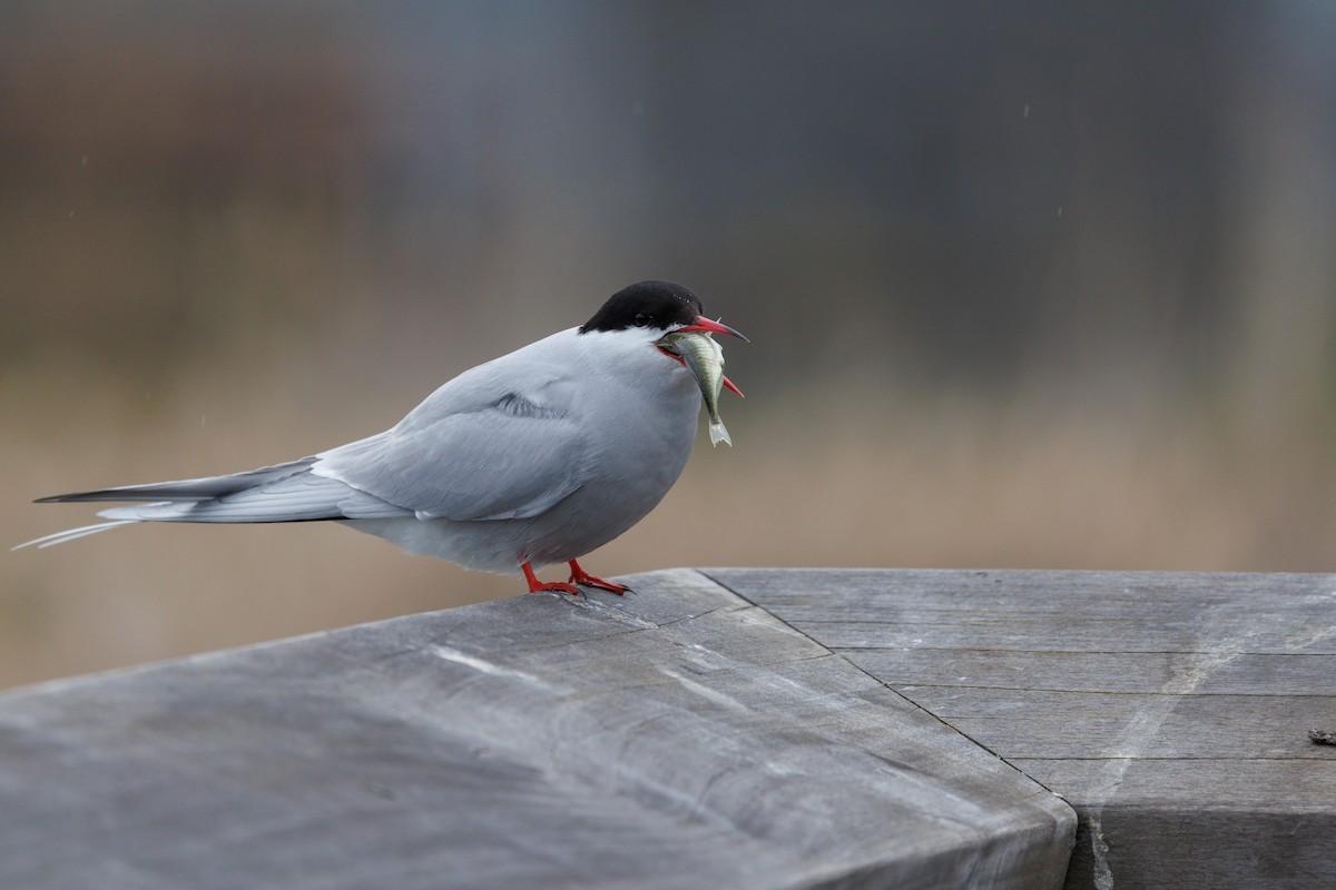 Arctic Tern - ML619608207