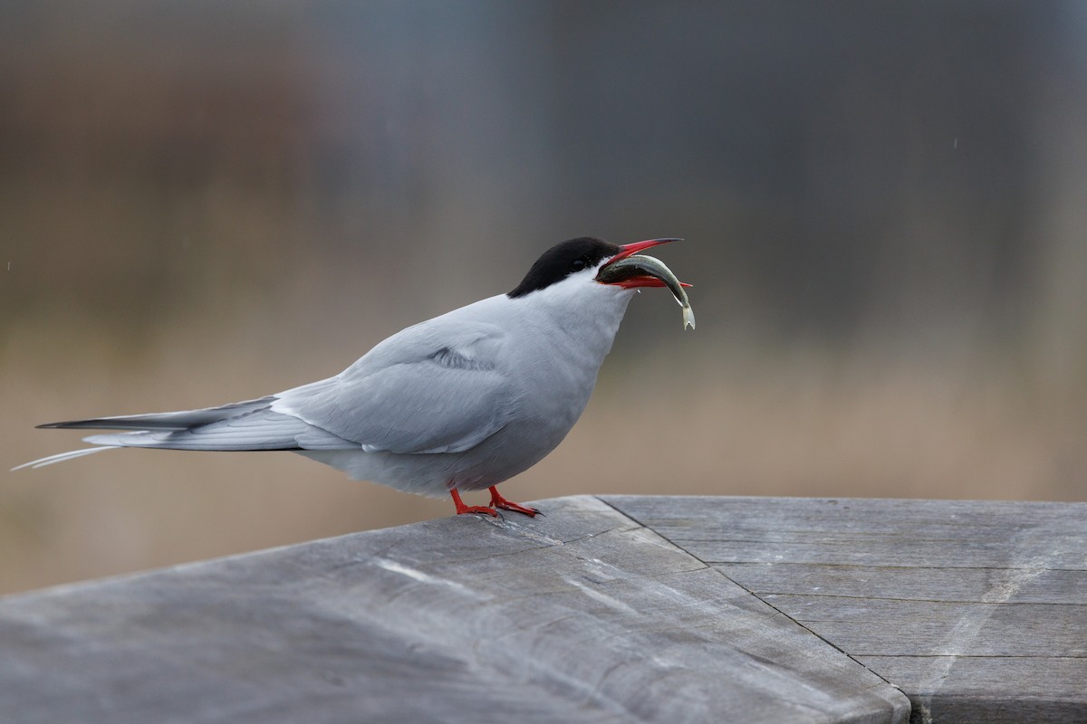 Arctic Tern - Nathan Goldberg