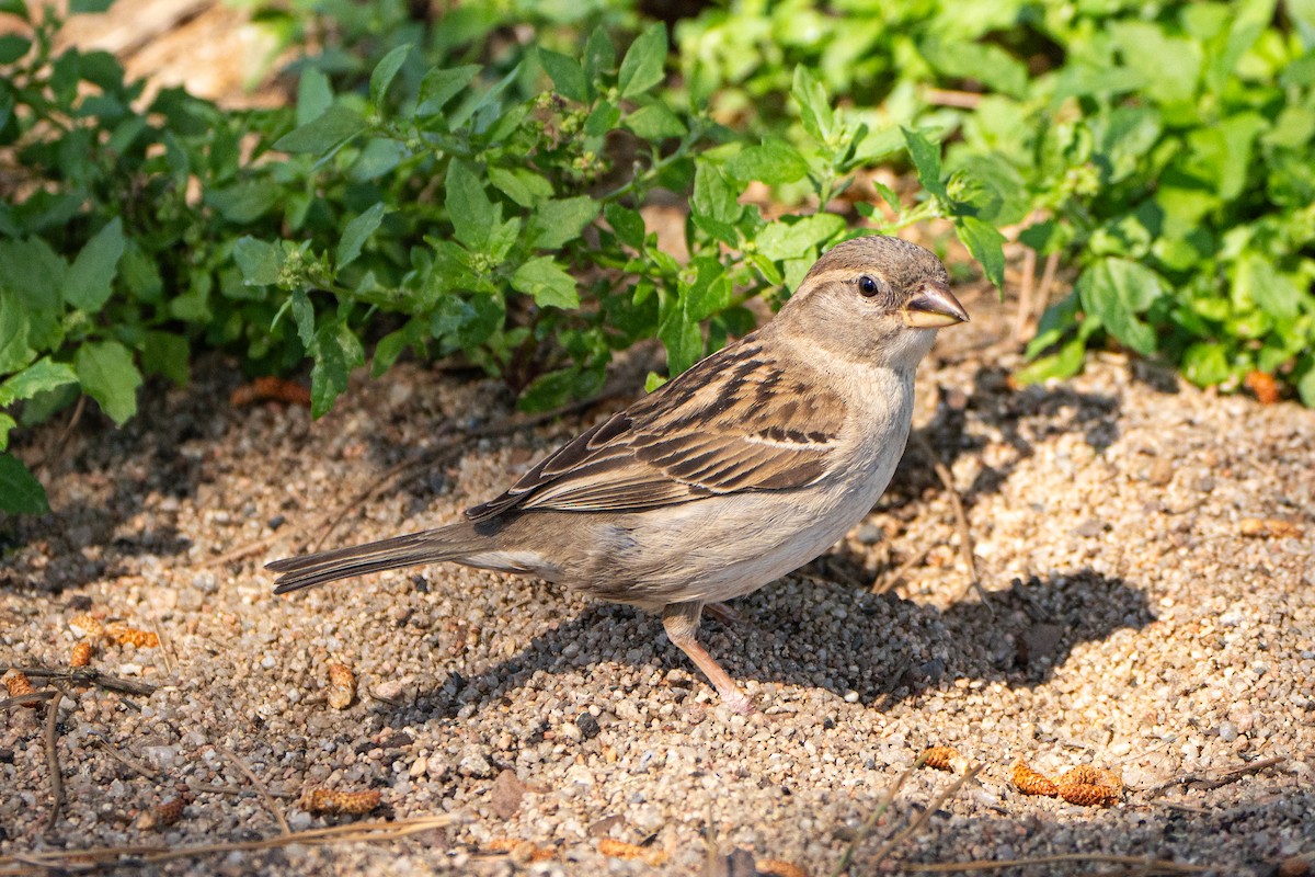 House Sparrow - Andrew Skotnicki