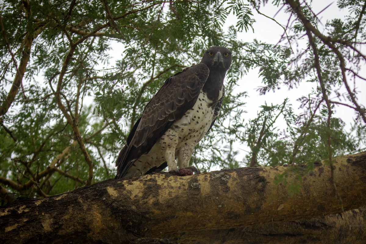 Martial Eagle - ML619608213