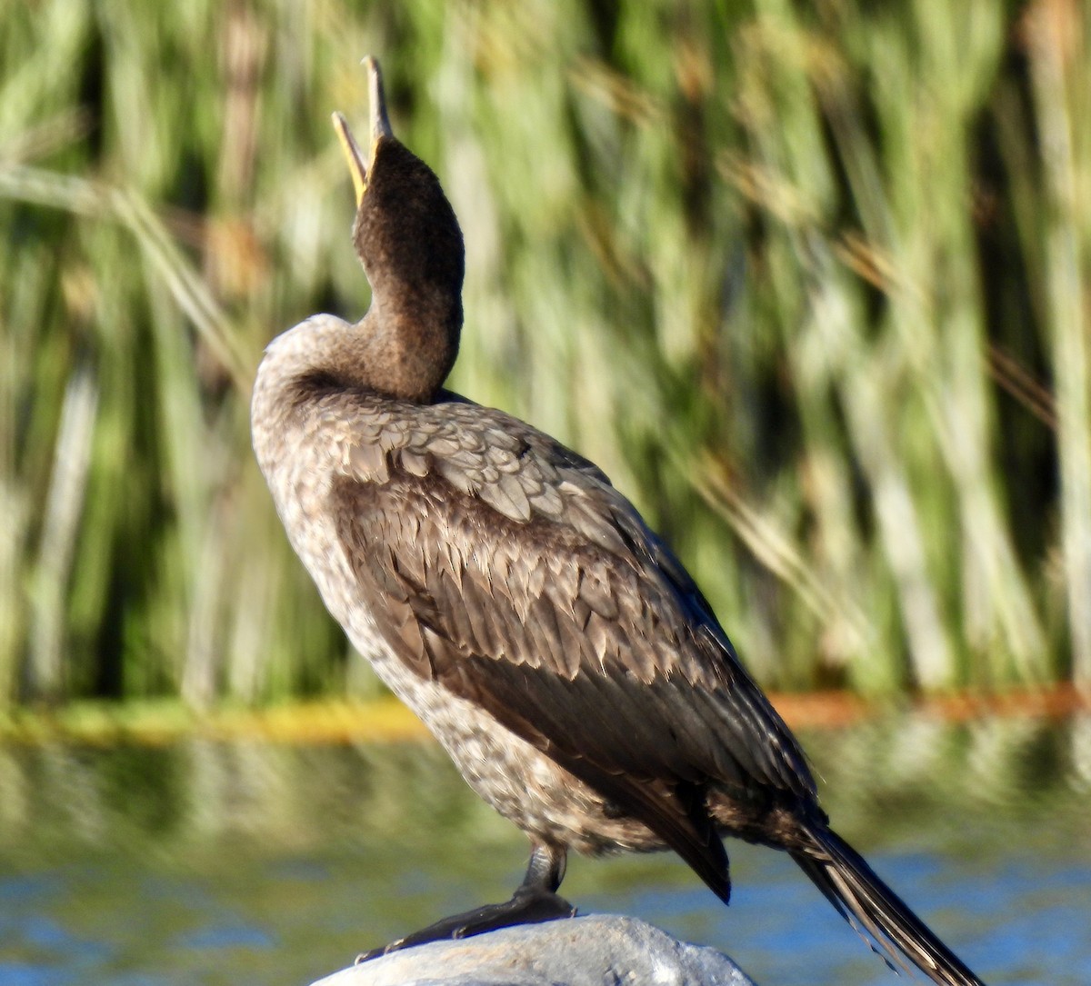 Double-crested Cormorant - Dana Cox