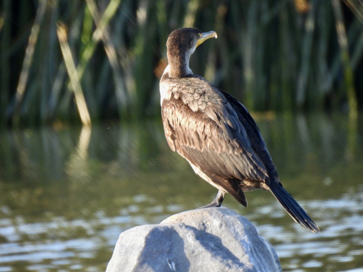 Double-crested Cormorant - Dana Cox