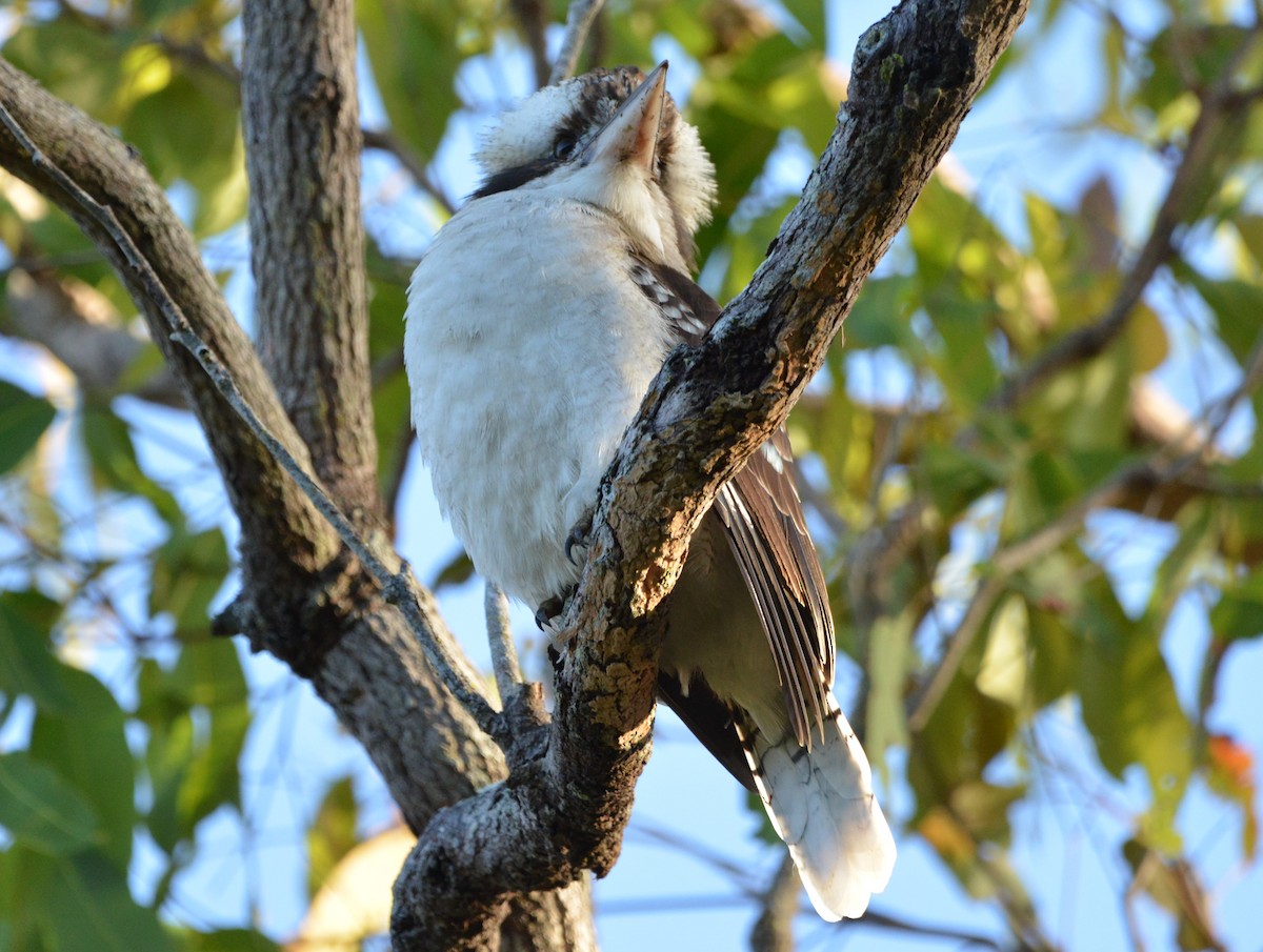 Laughing Kookaburra - Monica Mesch