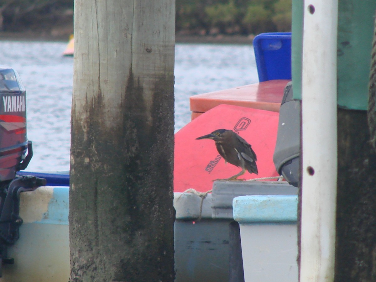 Striated Heron - Andrew Bishop