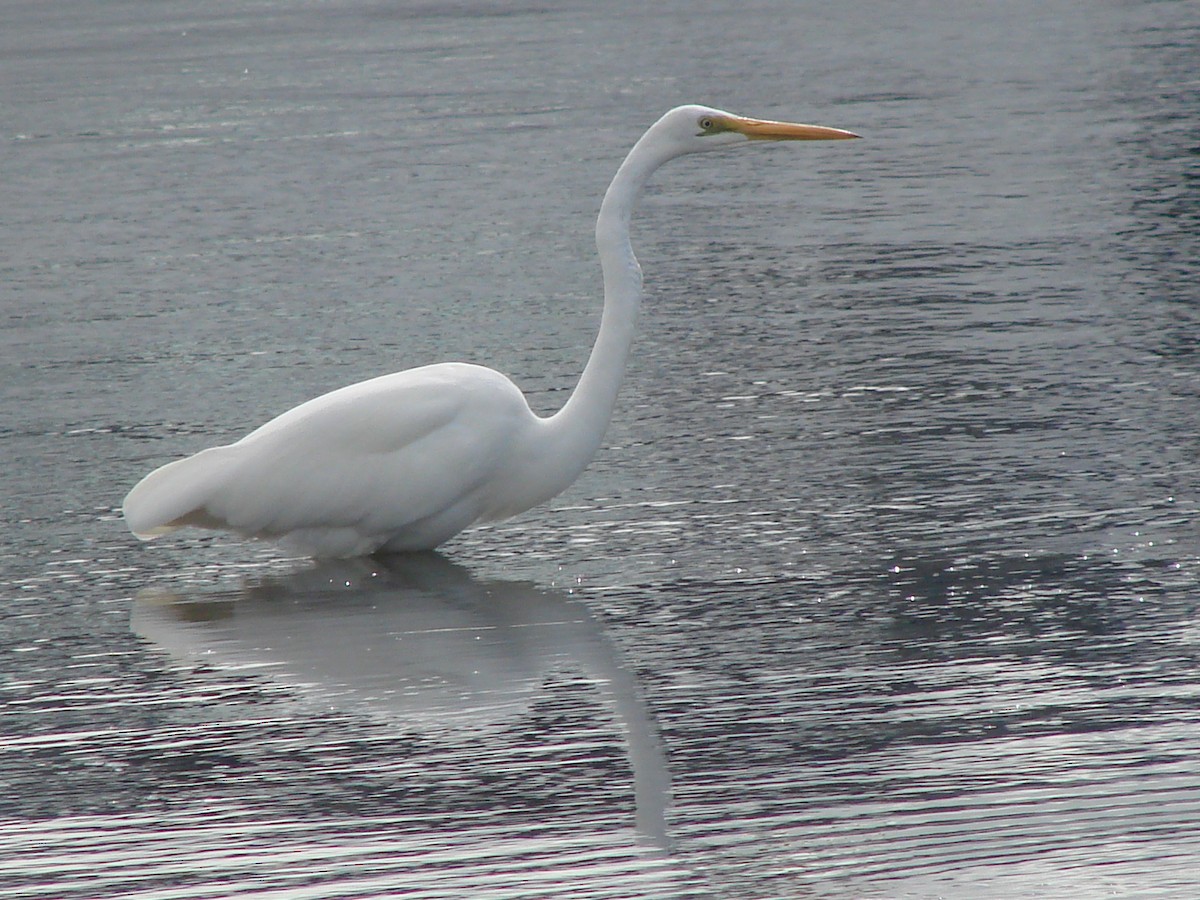 Great Egret - Andrew Bishop