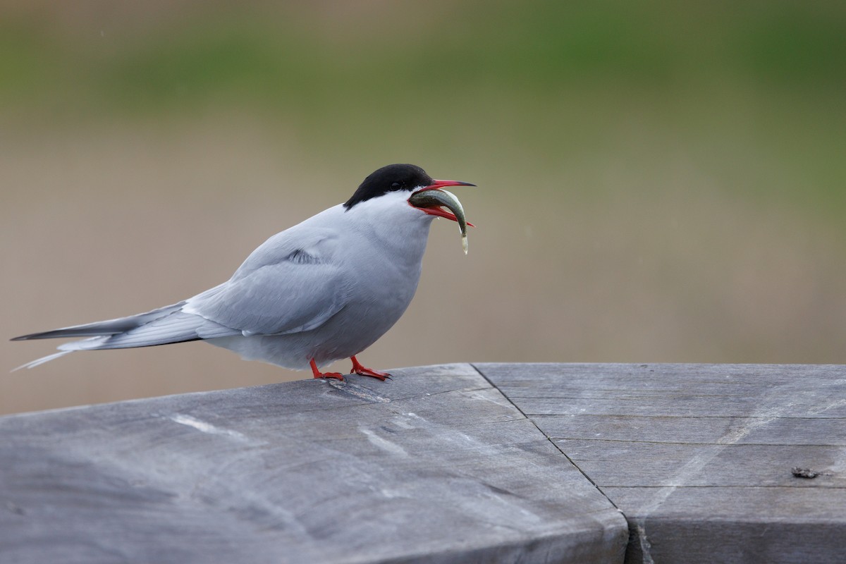 Arctic Tern - Nathan Goldberg