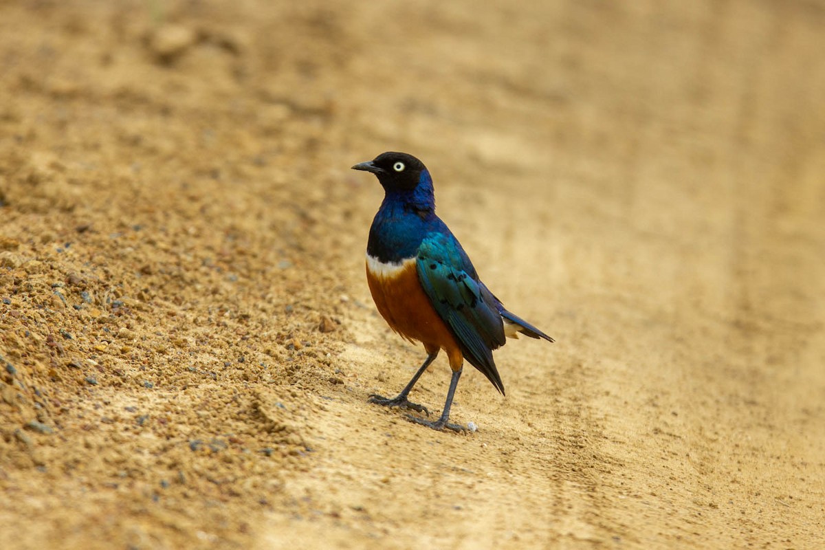 Superb Starling - ML619608225